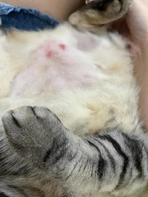 视频：猫咪皮肤长了很多小疙瘩是怎么了？