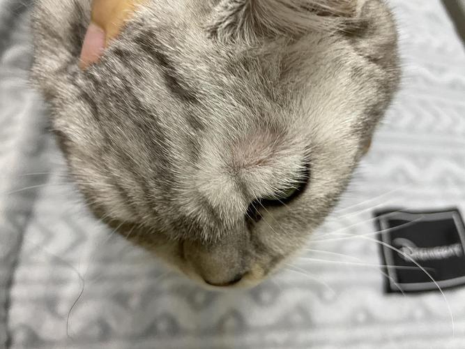 视频：猫咪眉毛位置毛发稀疏是怎么回事？