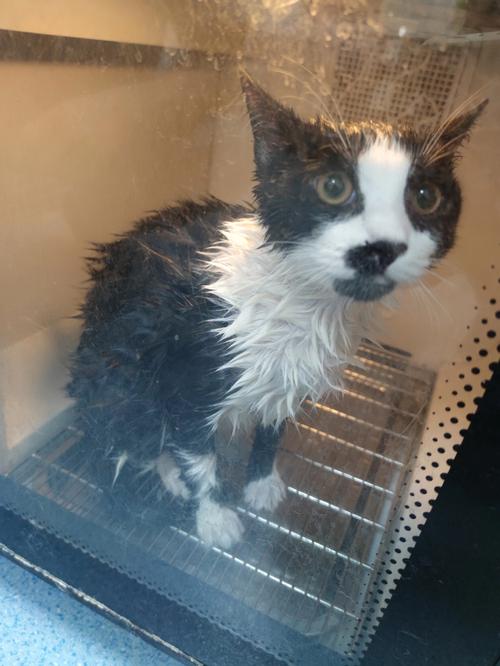 视频：猫咪眼睛进水会怎么样？