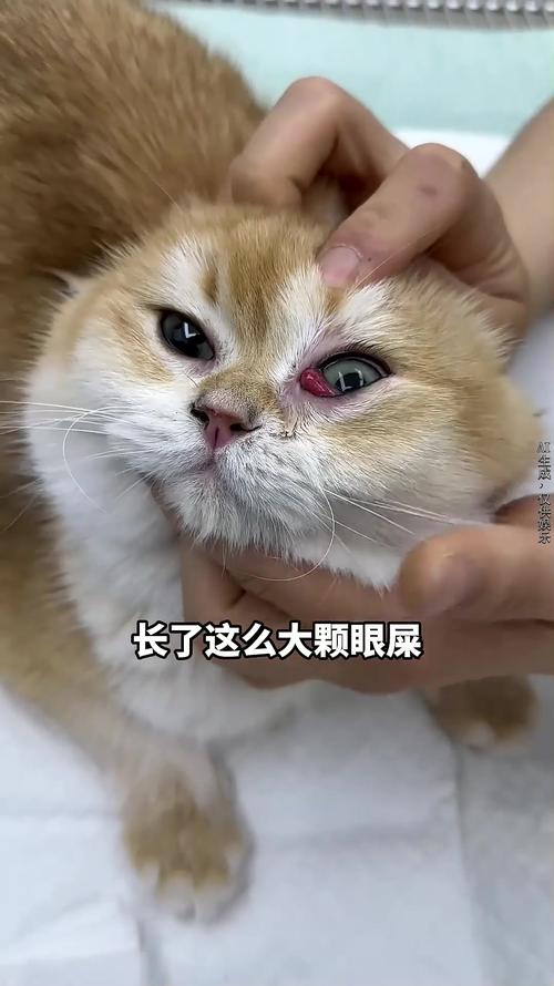 视频：猫咪眼周脱毛是怎么了？
