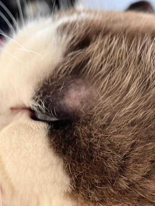 视频：猫咪眼睛上面秃了、皮肤发红怎么办呢？