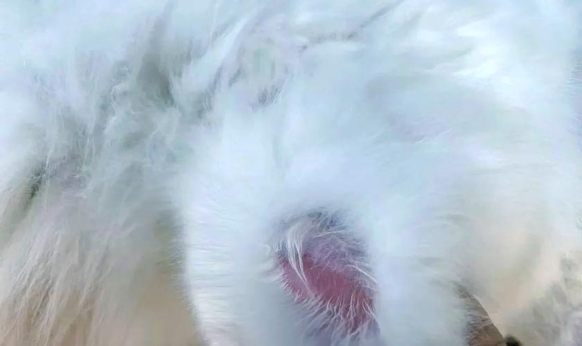 视频：猫咪秃了一块毛不是猫癣是什么呢？