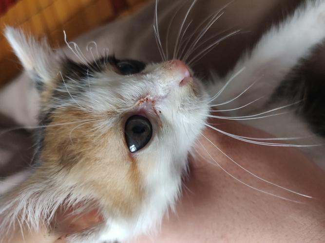 视频：猫咪眼周脱毛是怎么了？