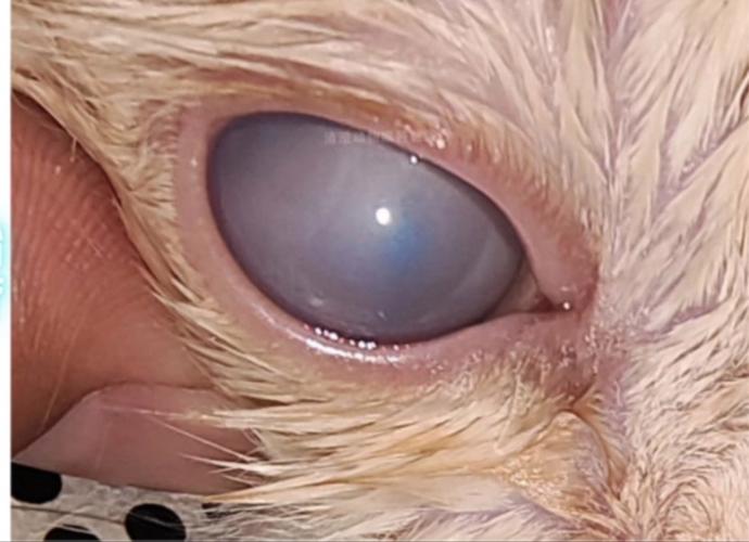 视频：猫咪眼睛有一层浑浊的膜是怎么回事？