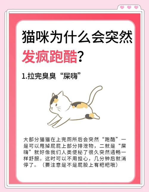 视频：猫咪突然扑你一下就跑是怎么回事？