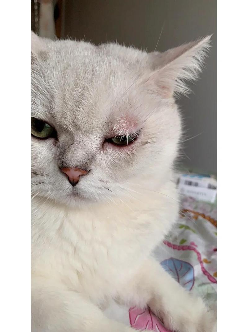 视频：猫咪眼睛上面秃了、皮肤发红怎么办呢？