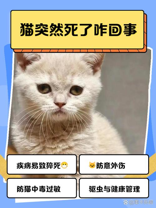 视频：猫咪突然猝死是什么原因呢？
