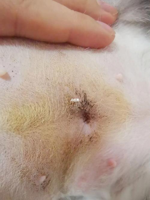 视频：猫咪绝育后伤口上的银色物质是什么？