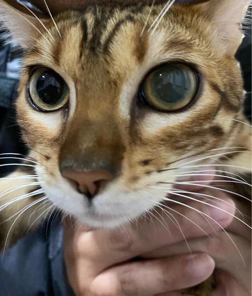 视频：猫咪眼睛有一层浑浊的膜是怎么回事？
