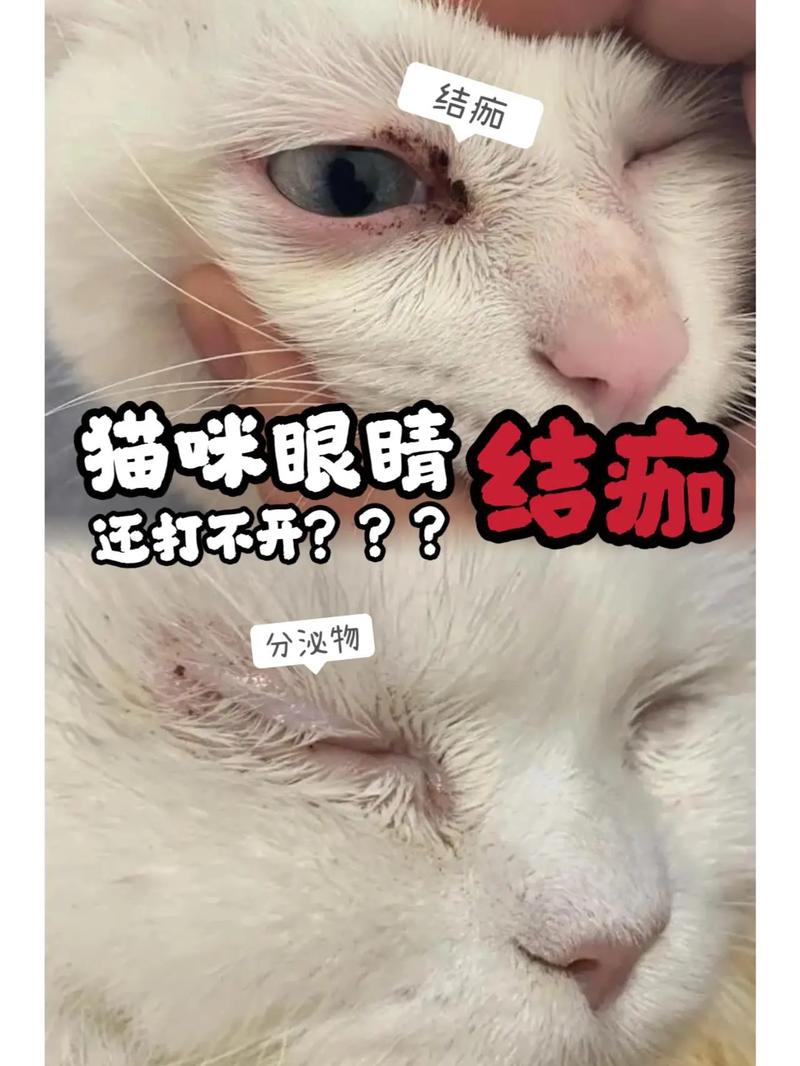 视频：猫咪眼睛红肿睁不开怎么办？