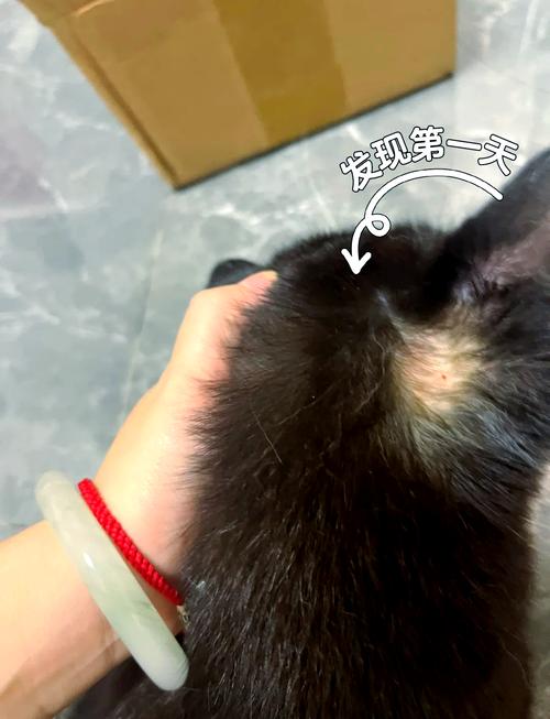 视频：猫咪耳朵掉毛秃了一块是怎么回事？