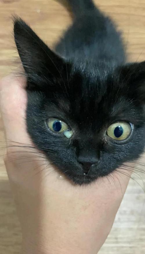 视频：猫咪眼睛进水会怎么样？