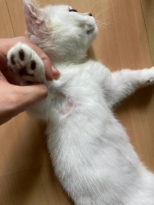 视频：猫咪耳朵有结痂硬硬的是不是猫癣？