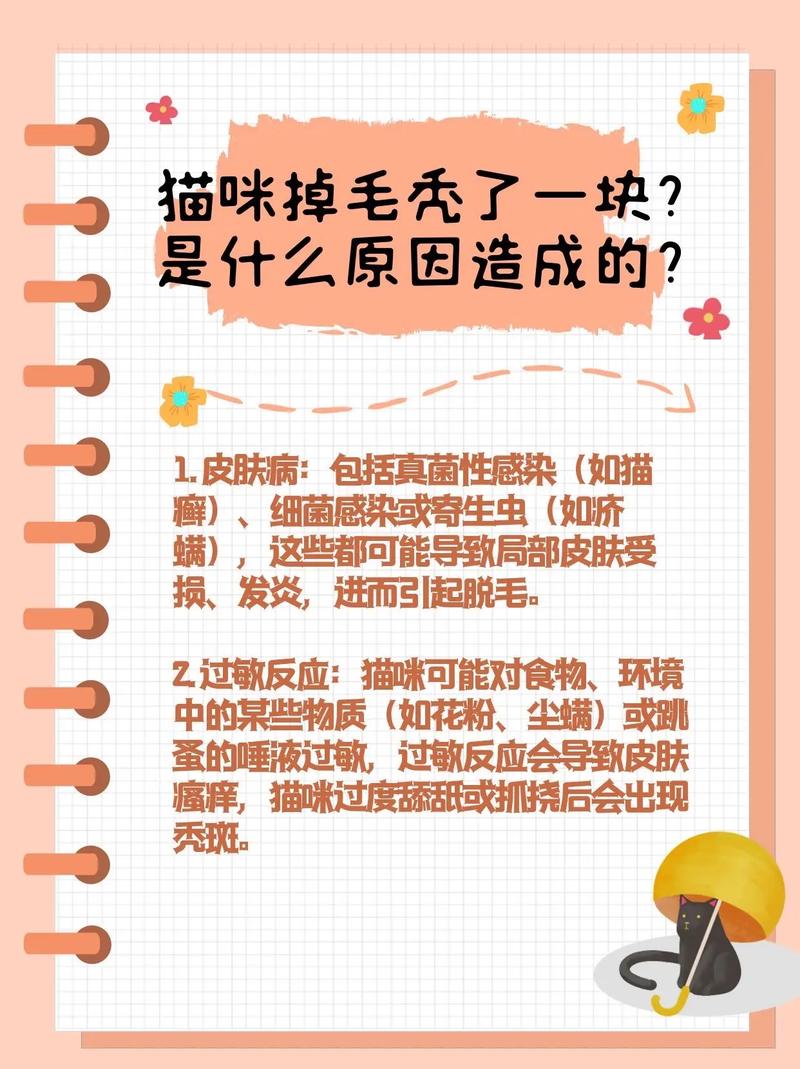 视频：猫咪秃了一块毛不是猫癣是什么呢？
