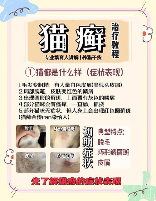 视频：猫咪耳朵长癣还掉毛怎么办？