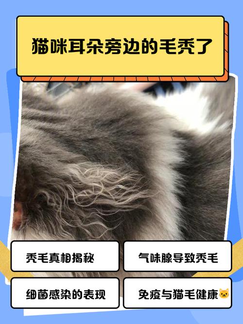 视频：猫咪耳朵掉毛秃了一块是怎么回事？