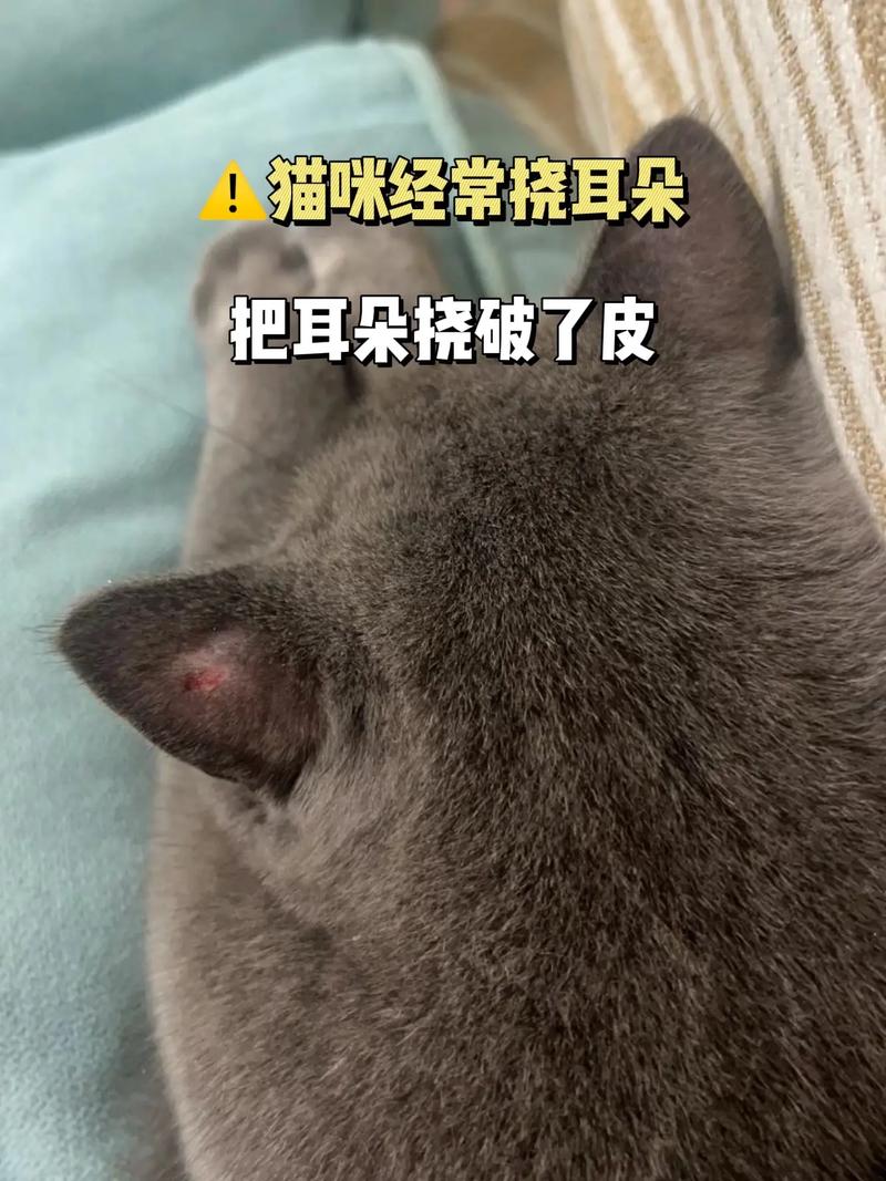 视频：猫咪耳朵有结痂硬硬的是不是猫癣？
