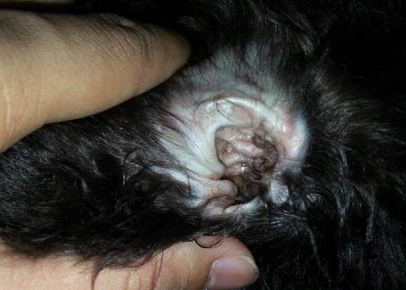 视频：猫咪耳朵里面有黑色的分泌物怎么护理？