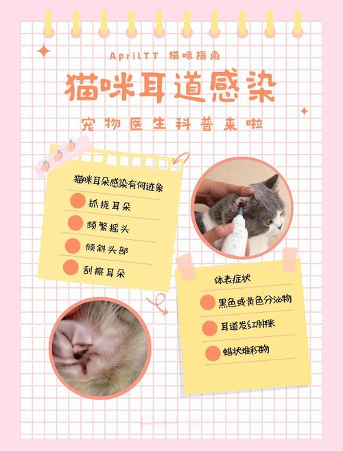 视频：猫咪耳朵长癣还掉毛怎么办？