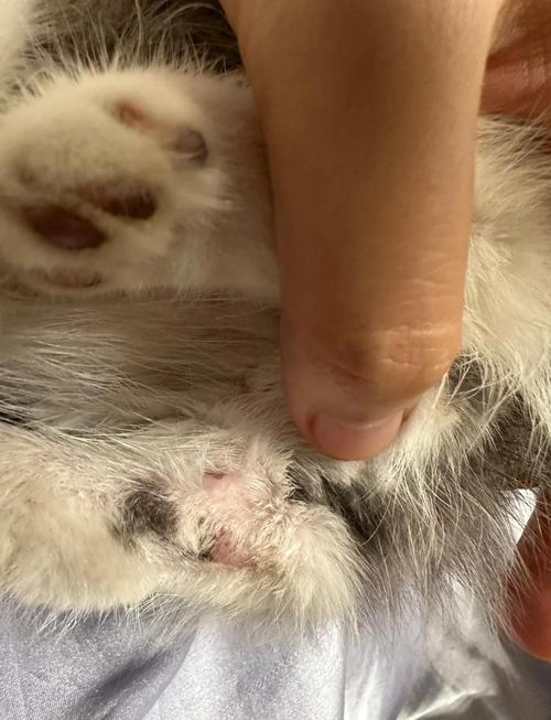 视频：猫咪耳朵长癣还掉毛怎么办？