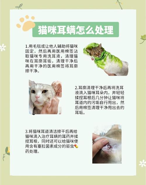 视频：猫咪耳螨治疗的步骤是怎么样的？