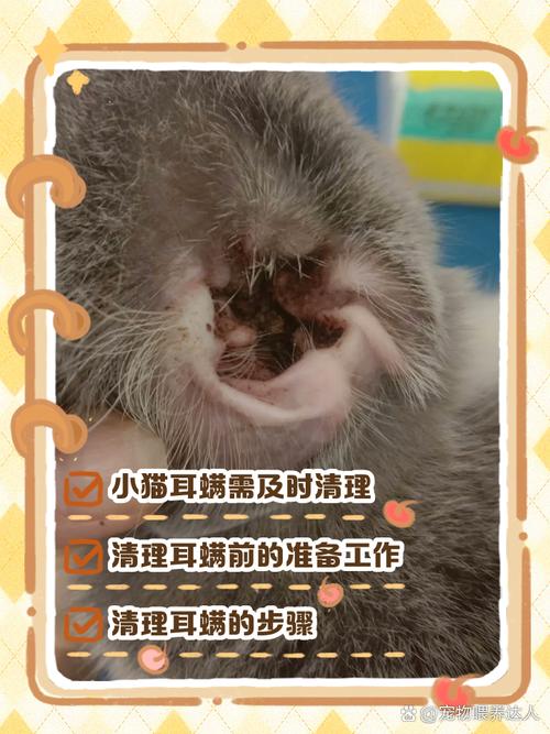 视频：猫咪耳螨该怎么治疗？