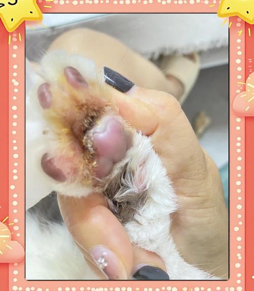 视频：猫咪肉垫溃烂怎么办？