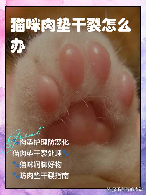 视频：猫咪肉垫溃烂怎么办？