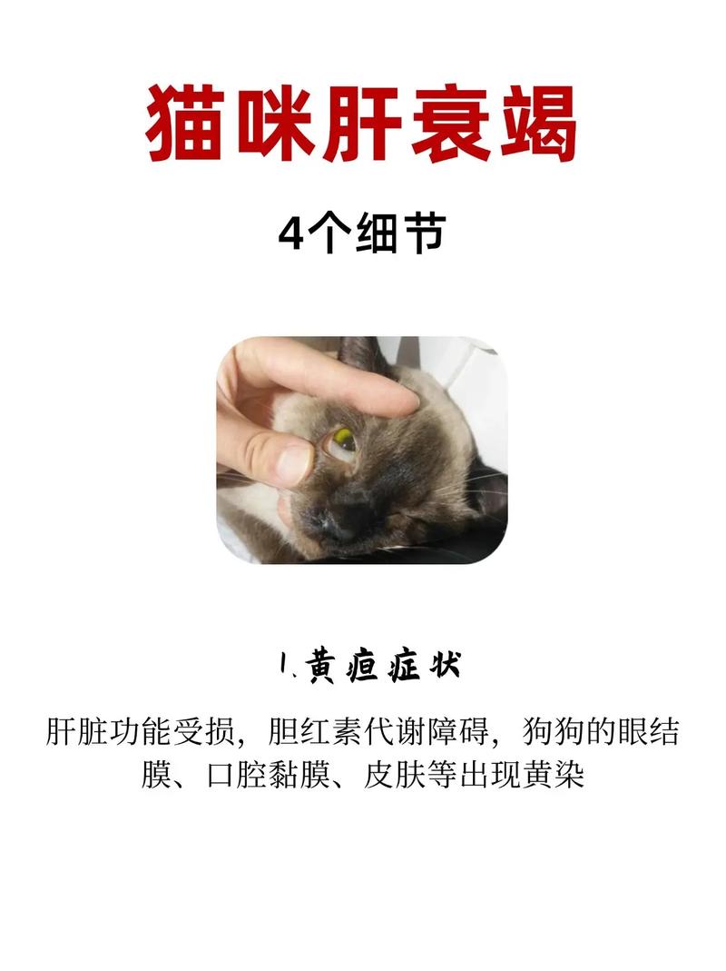 视频：猫咪肝脏受损有什么症状？