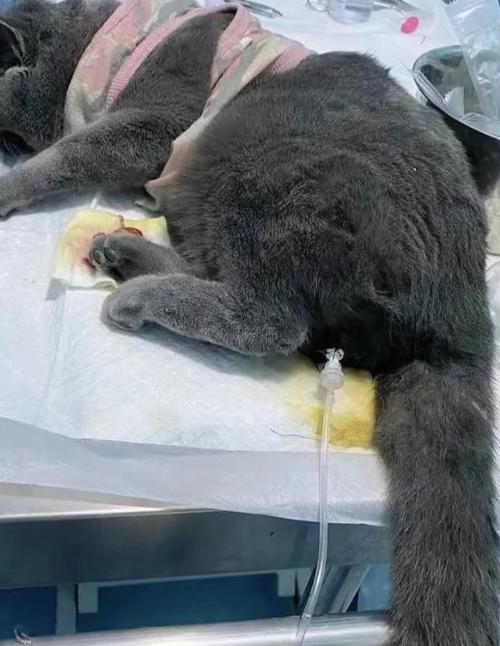 视频：猫咪肾衰竭能治好吗？