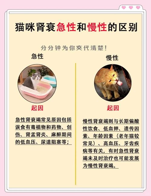 视频：猫咪肾衰竭能治好吗？