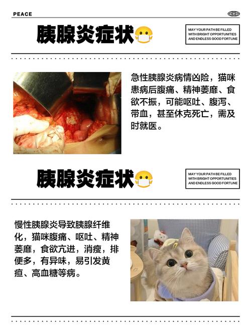 视频：猫咪胰腺炎是怎样的？