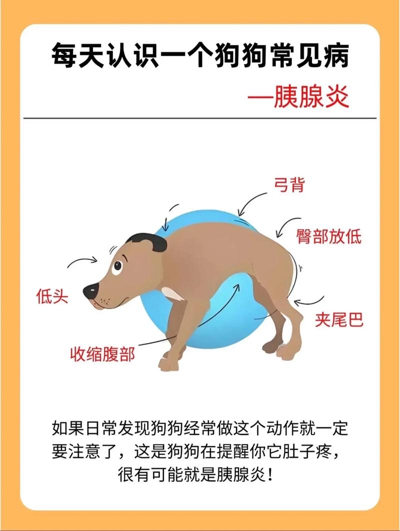 视频：猫咪胰腺炎是怎样的？