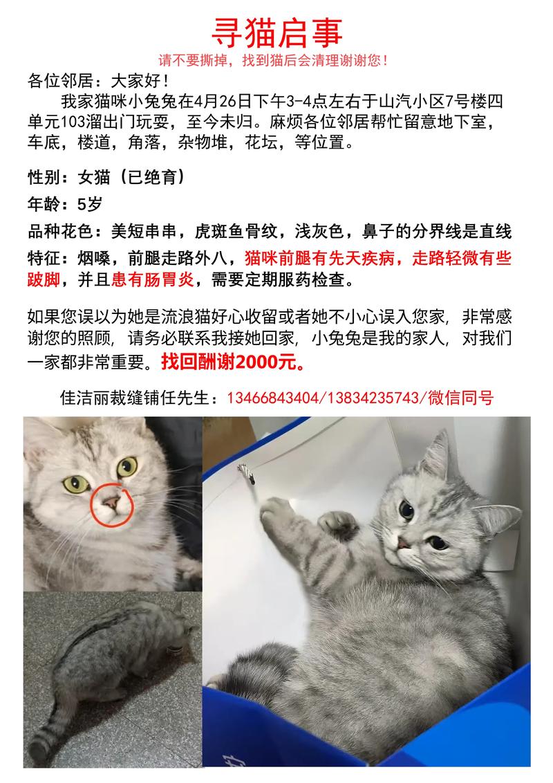 视频：猫咪能预知主人回家吗？