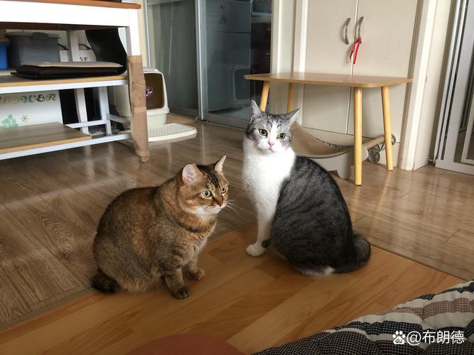 视频：猫咪能预知主人回家吗？