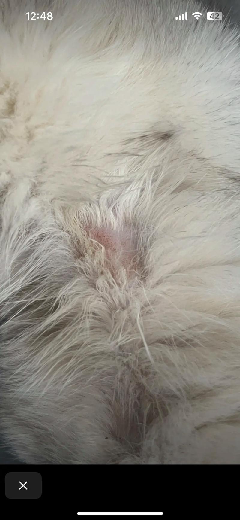 视频：猫咪脖子两侧秃毛是怎么回事呢？