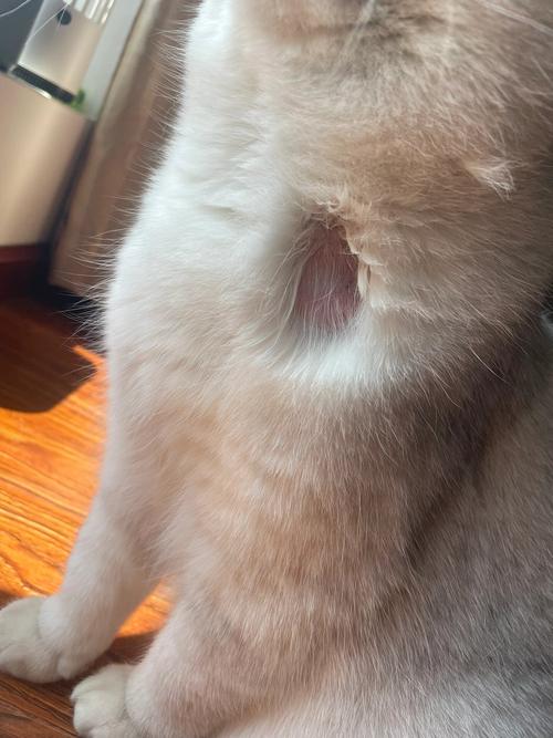 视频：猫咪脖子两侧秃毛是怎么回事呢？
