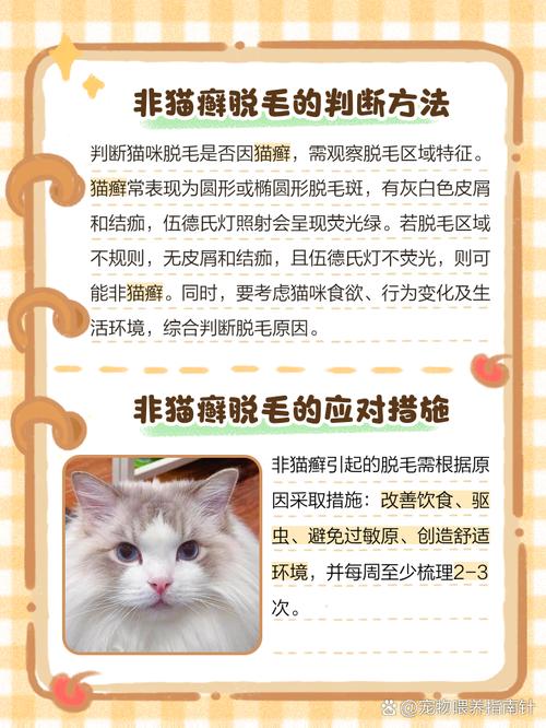 视频：猫咪脱了一撮毛但无癣是怎么回事？