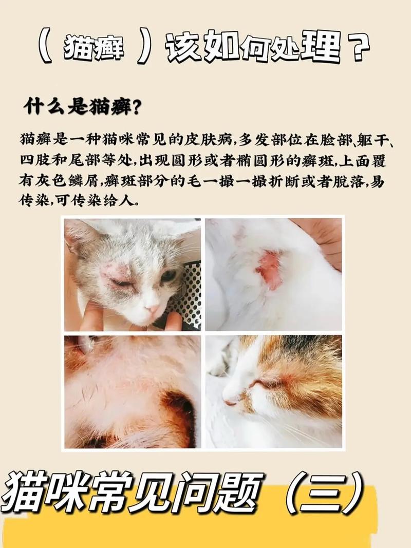 视频：猫咪脱了一撮毛但无癣是怎么回事？