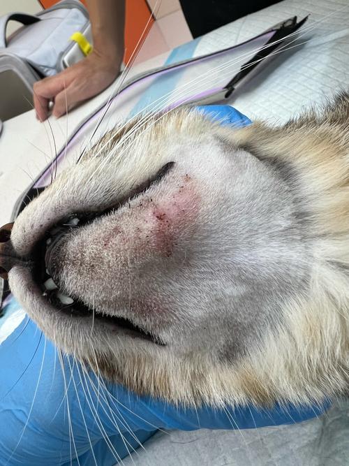 视频：猫咪脸部皮肤发炎是湿疹吗？