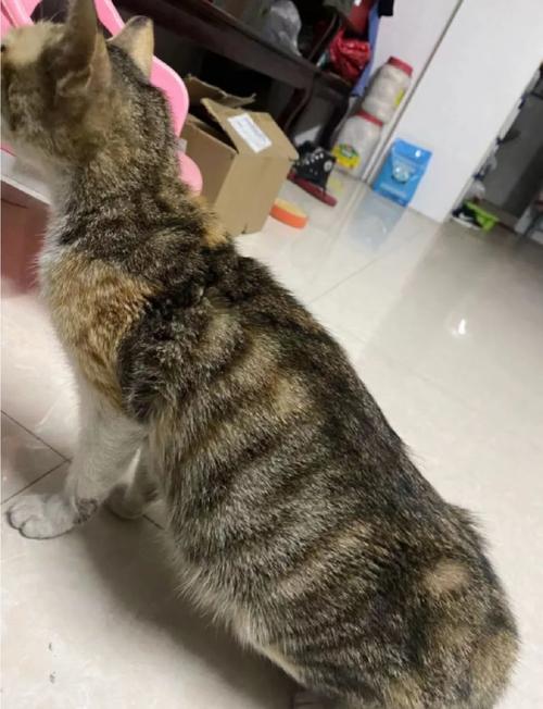视频：猫咪腹部变大后死亡会是什么情况呢？