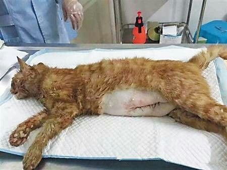 视频：猫咪腹部变大后死亡会是什么情况呢？