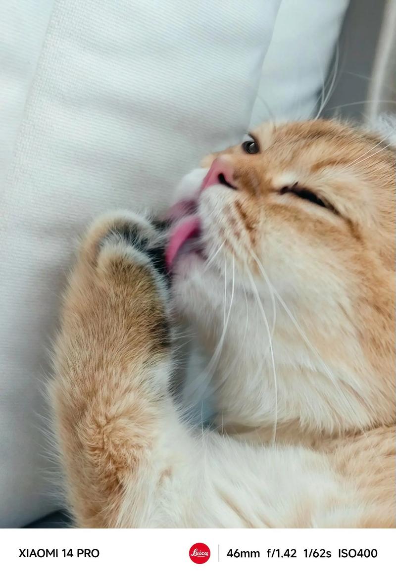 视频：猫咪舔了双氧水会怎么样？