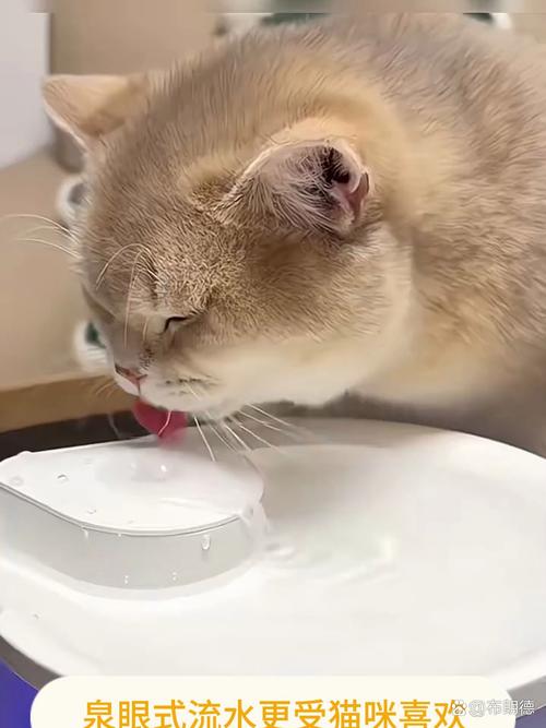 视频：猫咪舔了双氧水会怎么样？