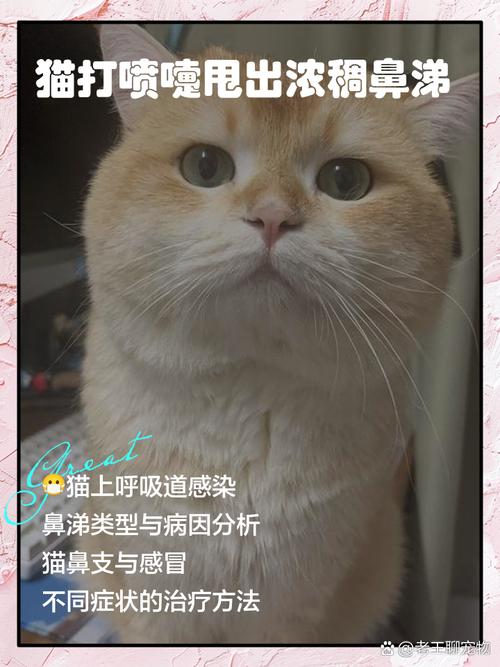 视频：猫咪被甩出去会怎么样？