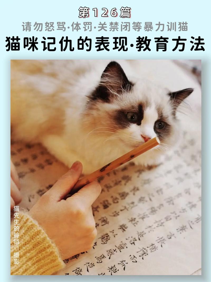 视频：猫咪记仇会怎么样？