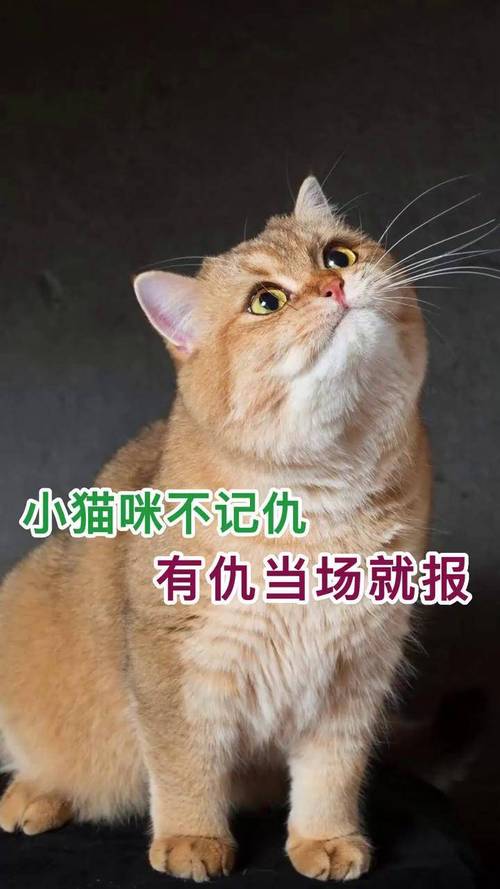 视频：猫咪记仇会怎么样？