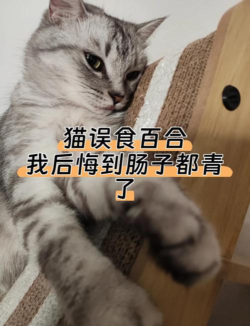 视频：猫咪误舔了百多邦会中毒吗？