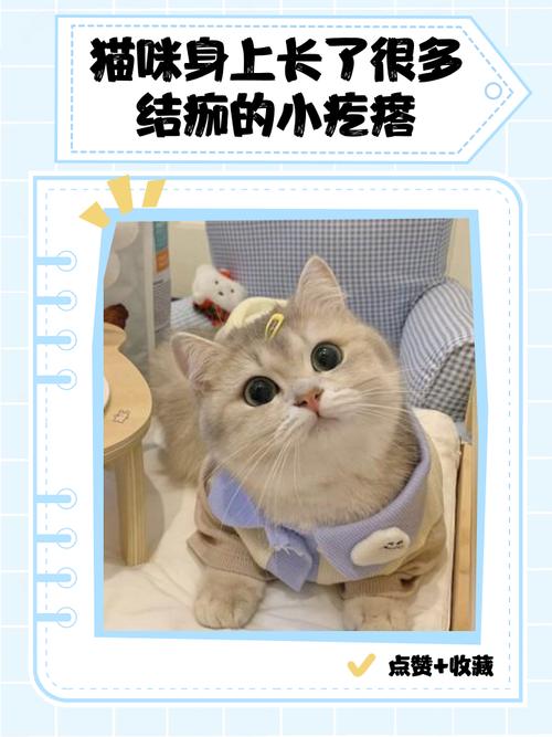 视频：猫咪身上有小疙瘩结痂是什么皮肤病？