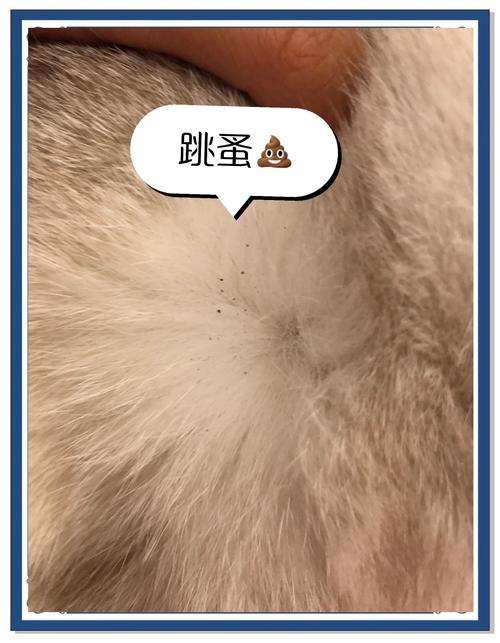 视频：猫咪身上有跳蚤怎么办？